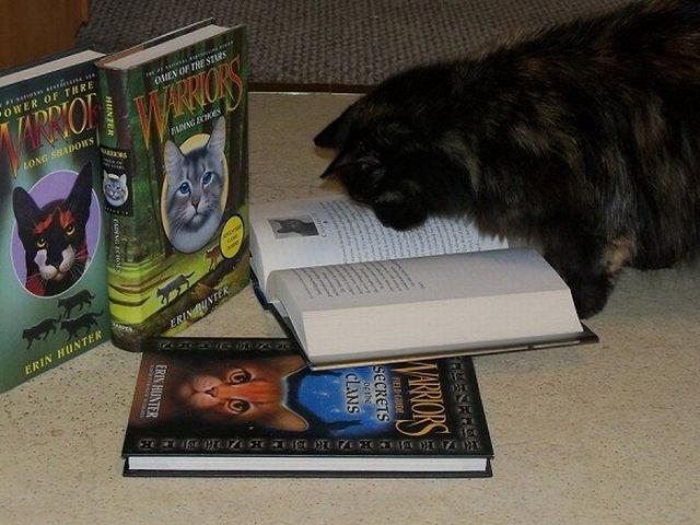 Cats Reading Books