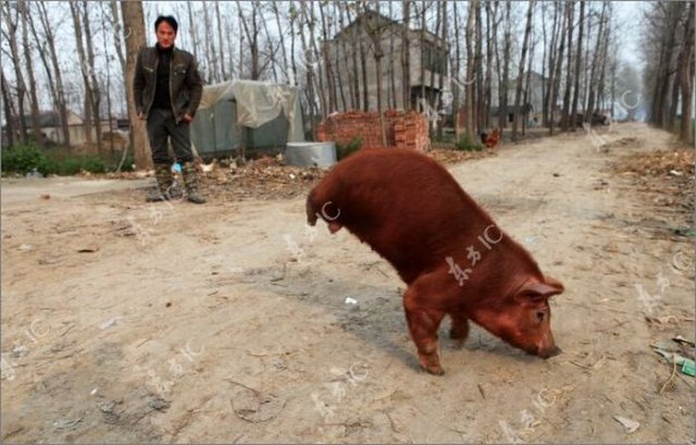 Disabled Pig Learned to Walk on Two Legs