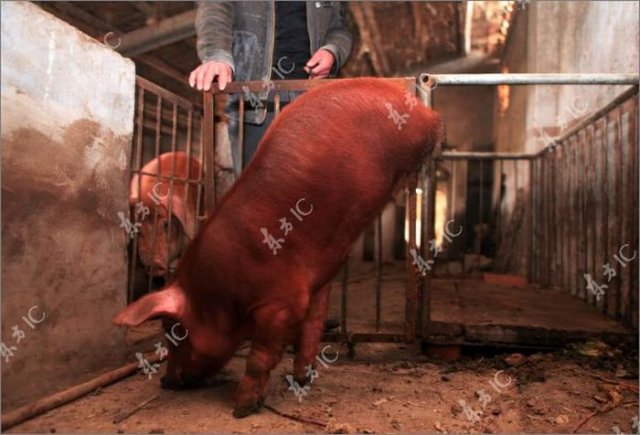 Disabled Pig Learned to Walk on Two Legs