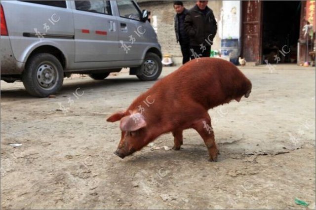 Disabled Pig Learned to Walk on Two Legs