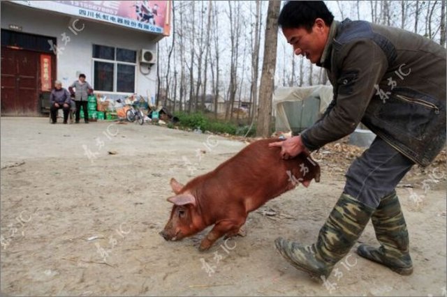 Disabled Pig Learned to Walk on Two Legs