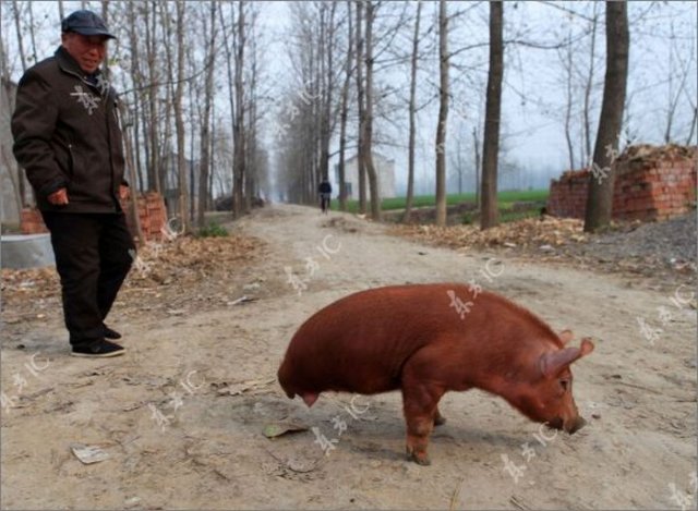 Disabled Pig Learned to Walk on Two Legs