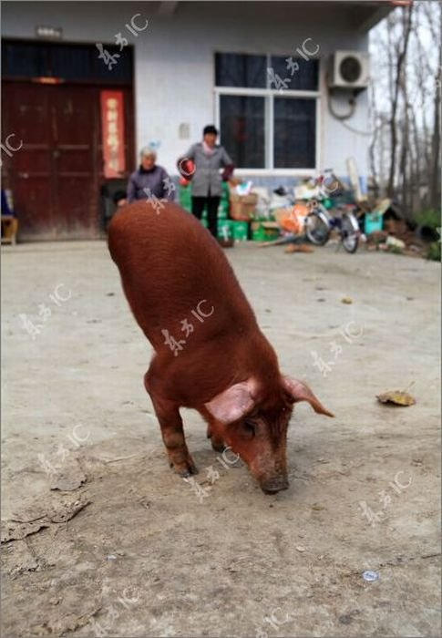 Disabled Pig Learned to Walk on Two Legs