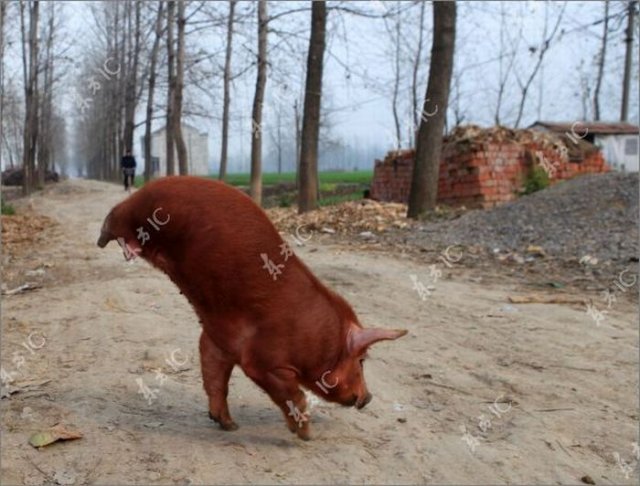 Disabled Pig Learned to Walk on Two Legs