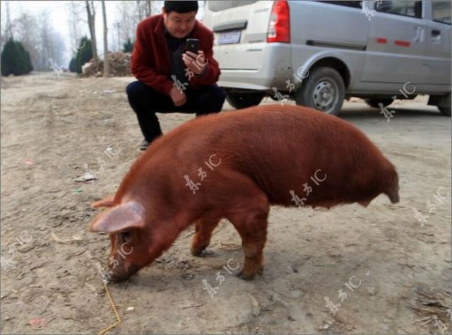 Disabled Pig Learned to Walk on Two Legs