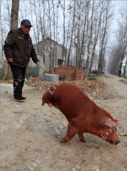 Disabled Pig Learned to Walk on Two Legs