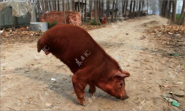 Disabled Pig Learned to Walk on Two Legs