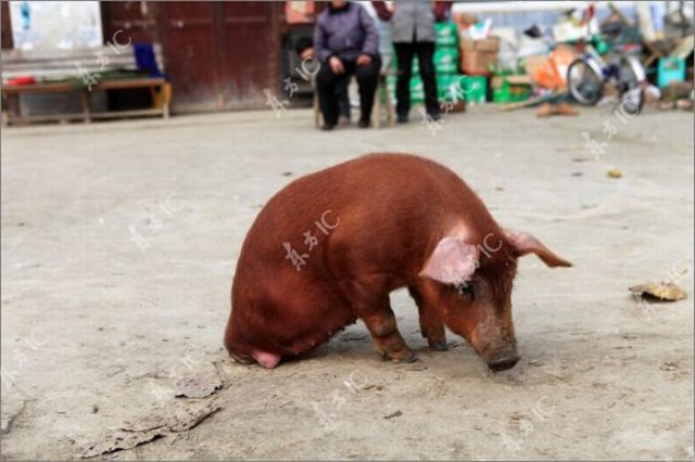 Disabled Pig Learned to Walk on Two Legs