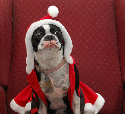 Why Dogs Hate The Holidays