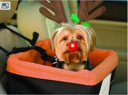 Why Dogs Hate The Holidays