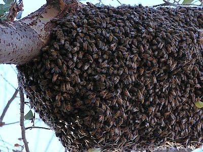 Africanized Honey Bees