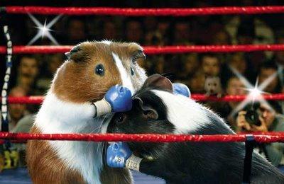 5 Funniest Animal Fights