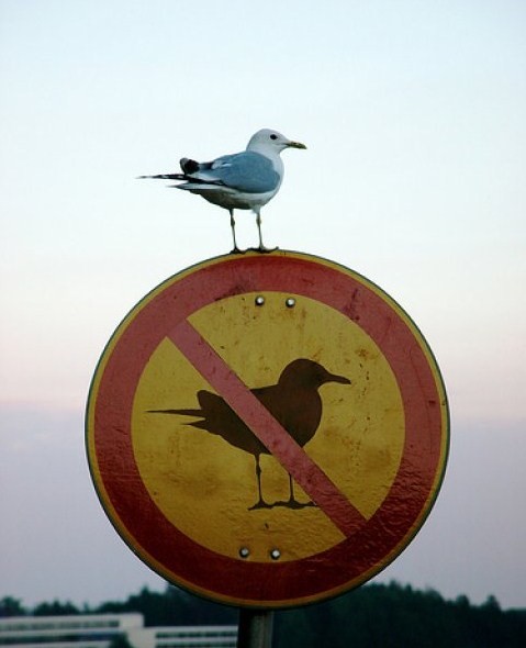 This Bird refuses to obey the law