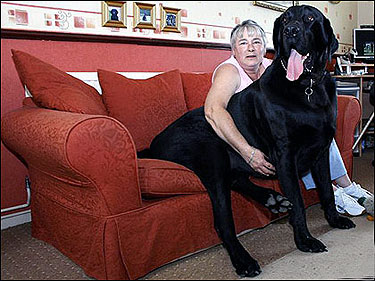 Huge Dogs