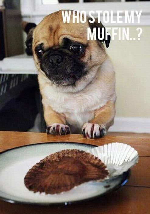 pug eating muffin - Whostole My Muffin..?
