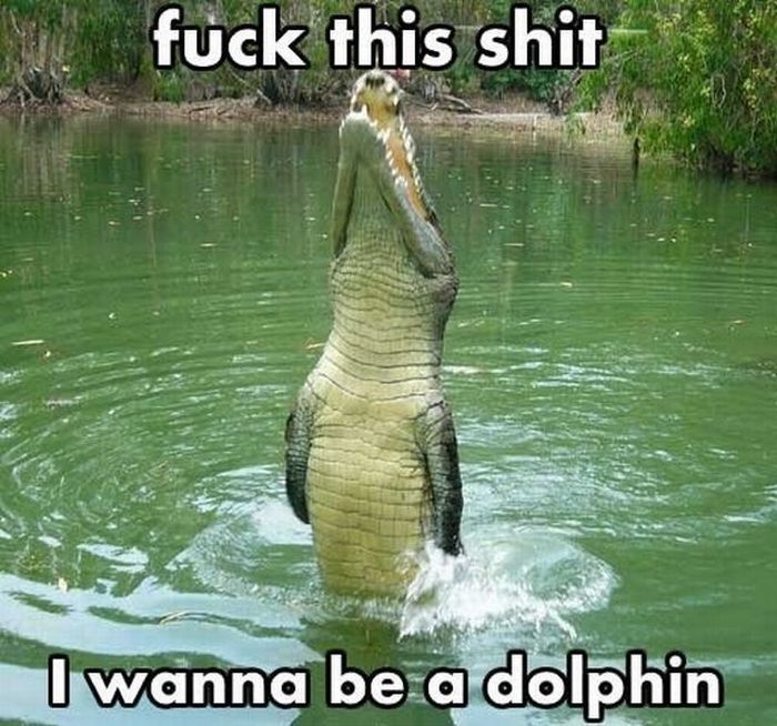 crocodile funny - Nyt fuck this shit I wanna be a dolphin