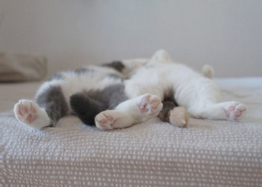 couple sleep with cats
