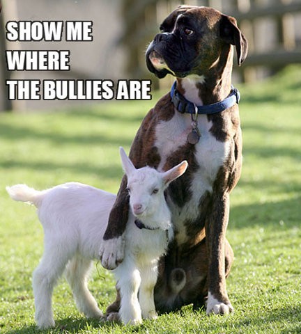 funny boxer dog - Show Me Where The Bullies Are