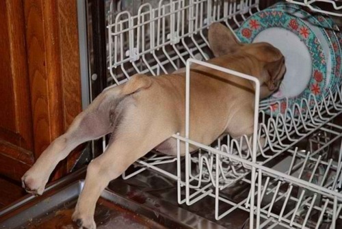 dog in dishwasher