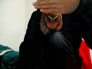 curious owl is curious