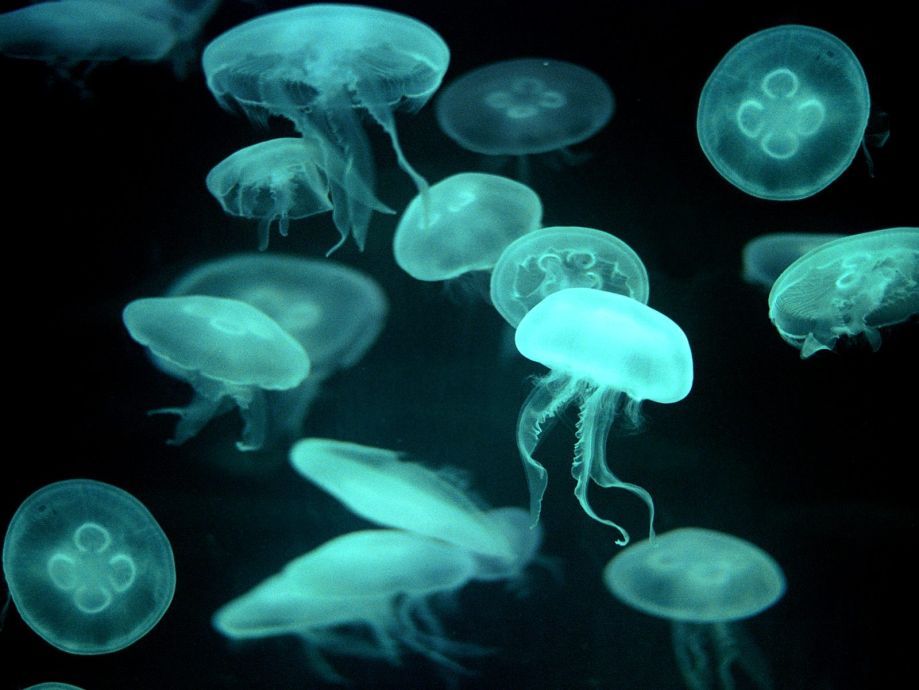 baby glowing jellyfish