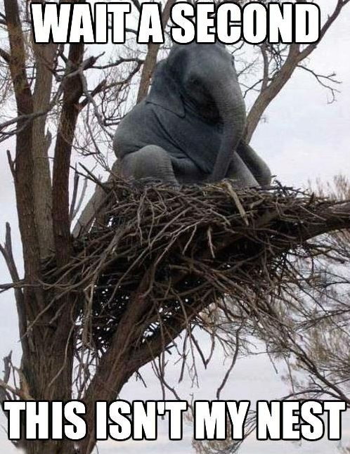elephant in a tree - Waita Second This Isnt My Nest