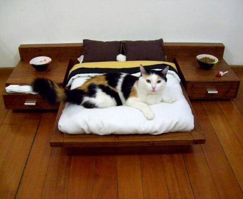 cat human bed