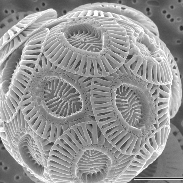 Here's what chalk looks like under a microscope: