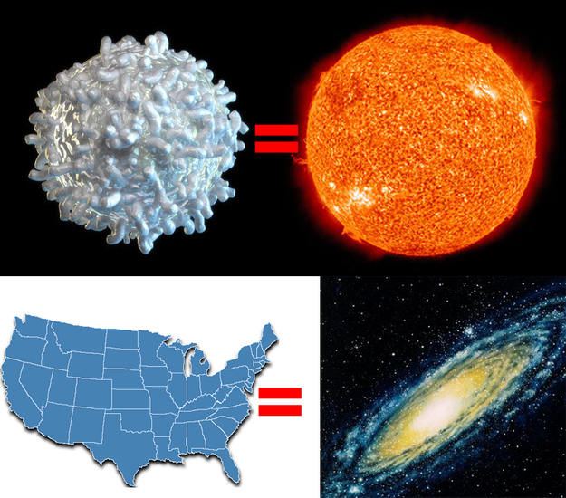 If you shrunk the Sun down to the size of a white blood cell and shrunk the Milky Way Galaxy down using the same scale, it would be the size of the continental United States: