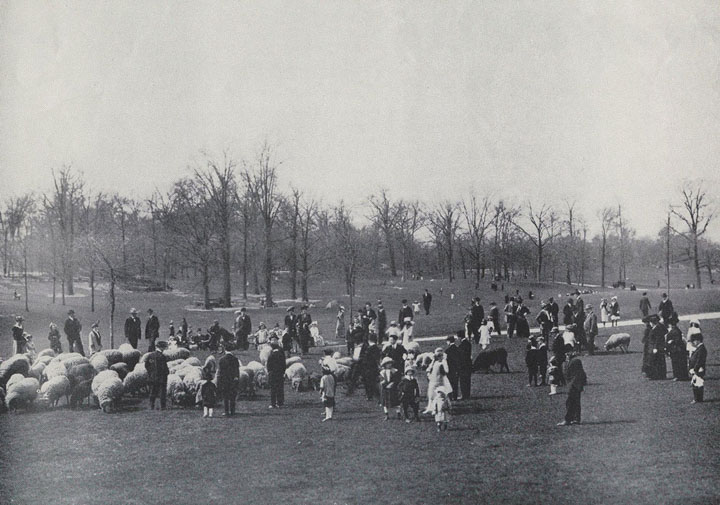 Children and adults with herd of sheep in the Sheep Meadow in Central Park, New York City, ca. 1900-1910.
