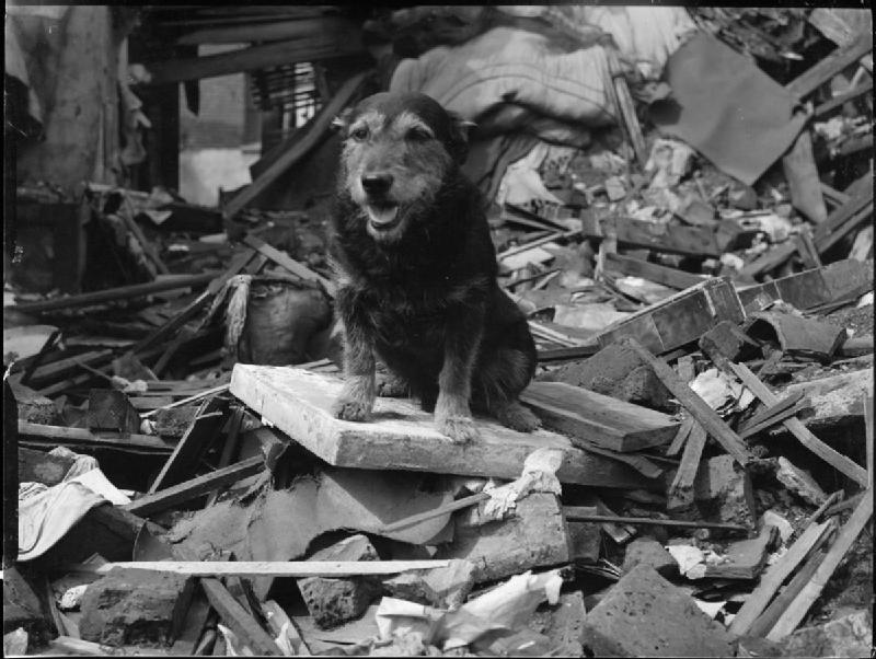 Rip, a rescue dog who found one hundred victims of air raids in London between 1940 and 1941. He received the Dickin Medal for bravery in 1945.