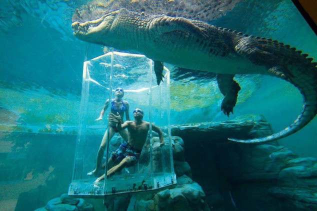 Crocosaurus Cove Aquarium, Australia This aquarium gives you the chance to see the most enormous and deadliest Saltwater Crocodiles in Australia.