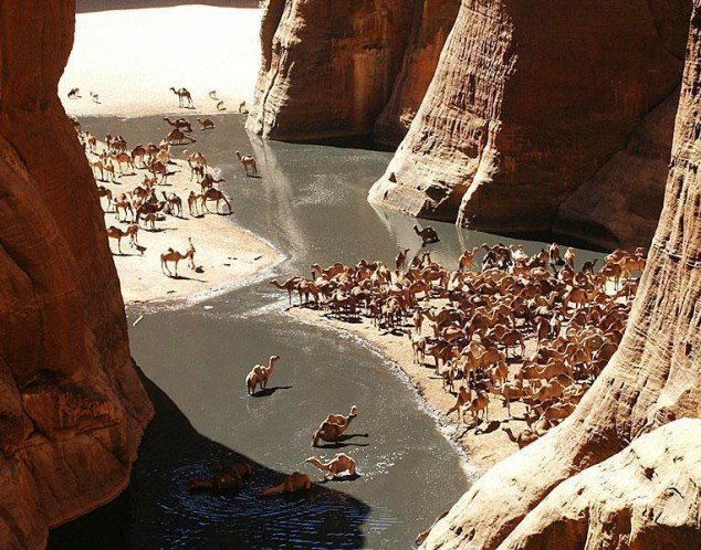 Guelta dArchei Oasis, Sahara Desert Guelta dArchei is the most famous guelta in Sahara.