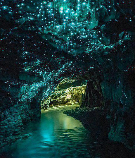 Waitomo Glow worm Caves, New Zealand A world famous tourist attraction in New Zealand.