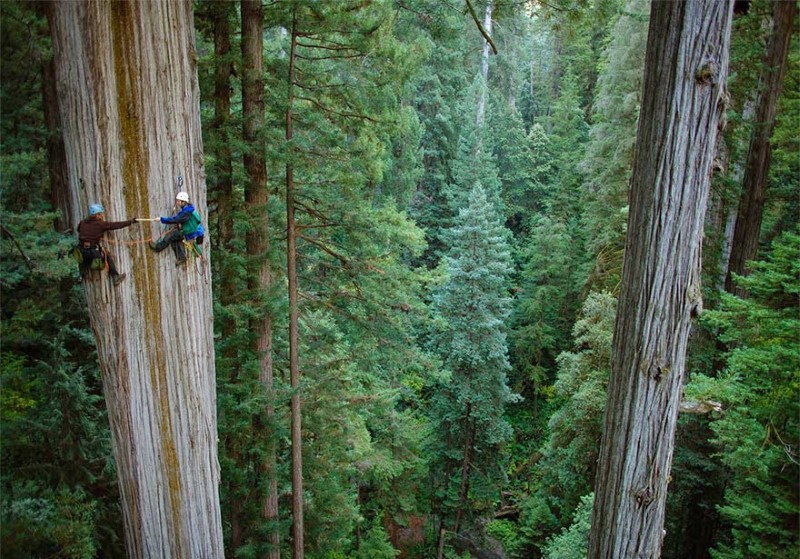 16. California, USA Two people scale up an enormous Redwood tree in California.
