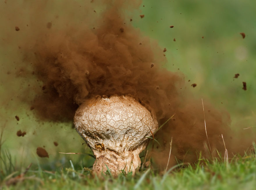 exploding puffball mushroom