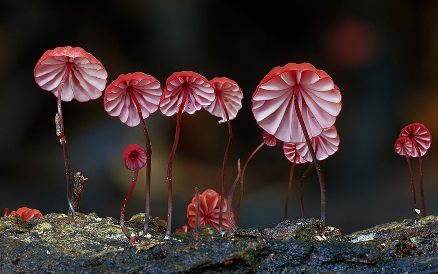 amazing mushrooms