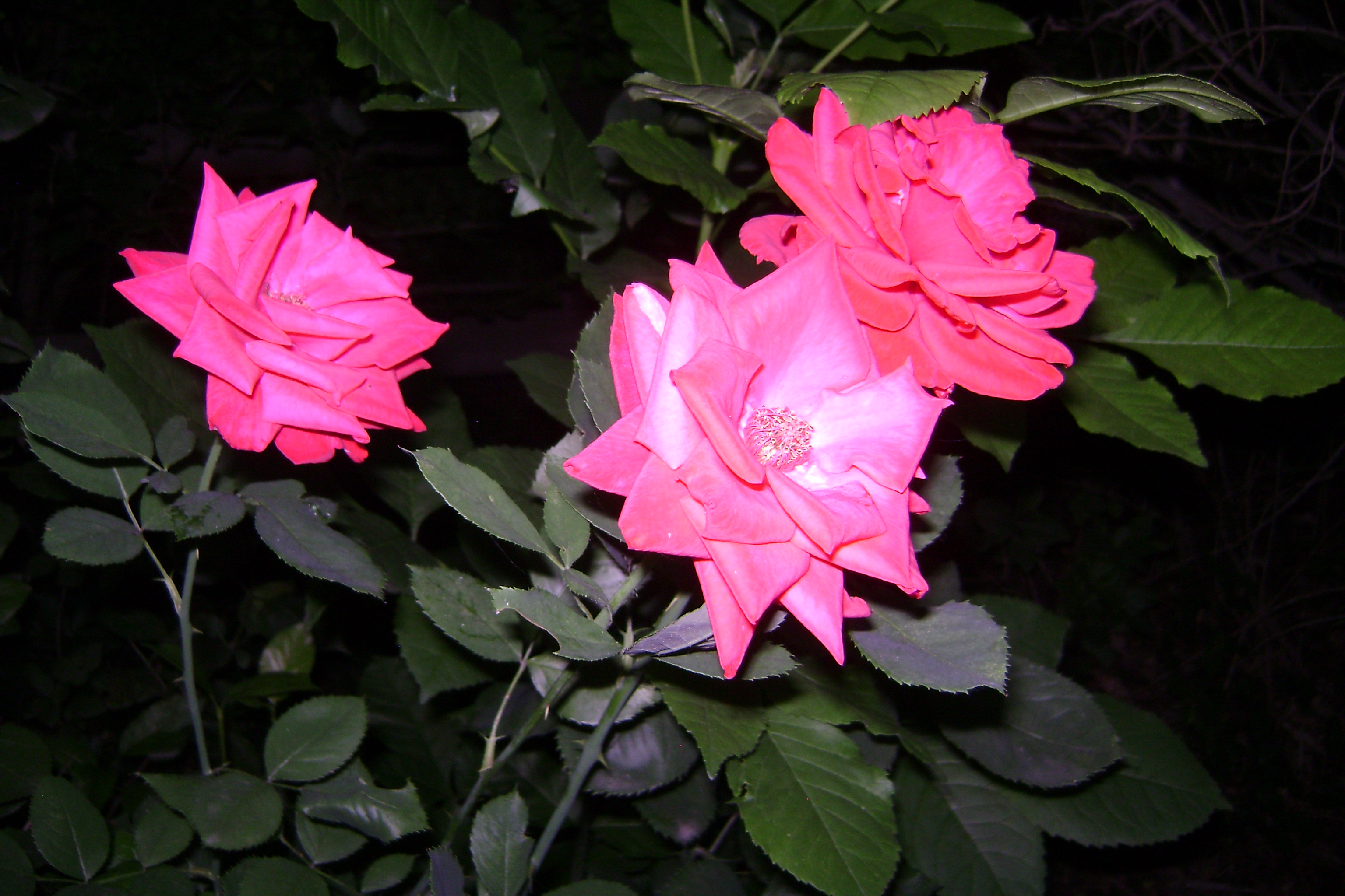 Roses in my Mom's backyard.