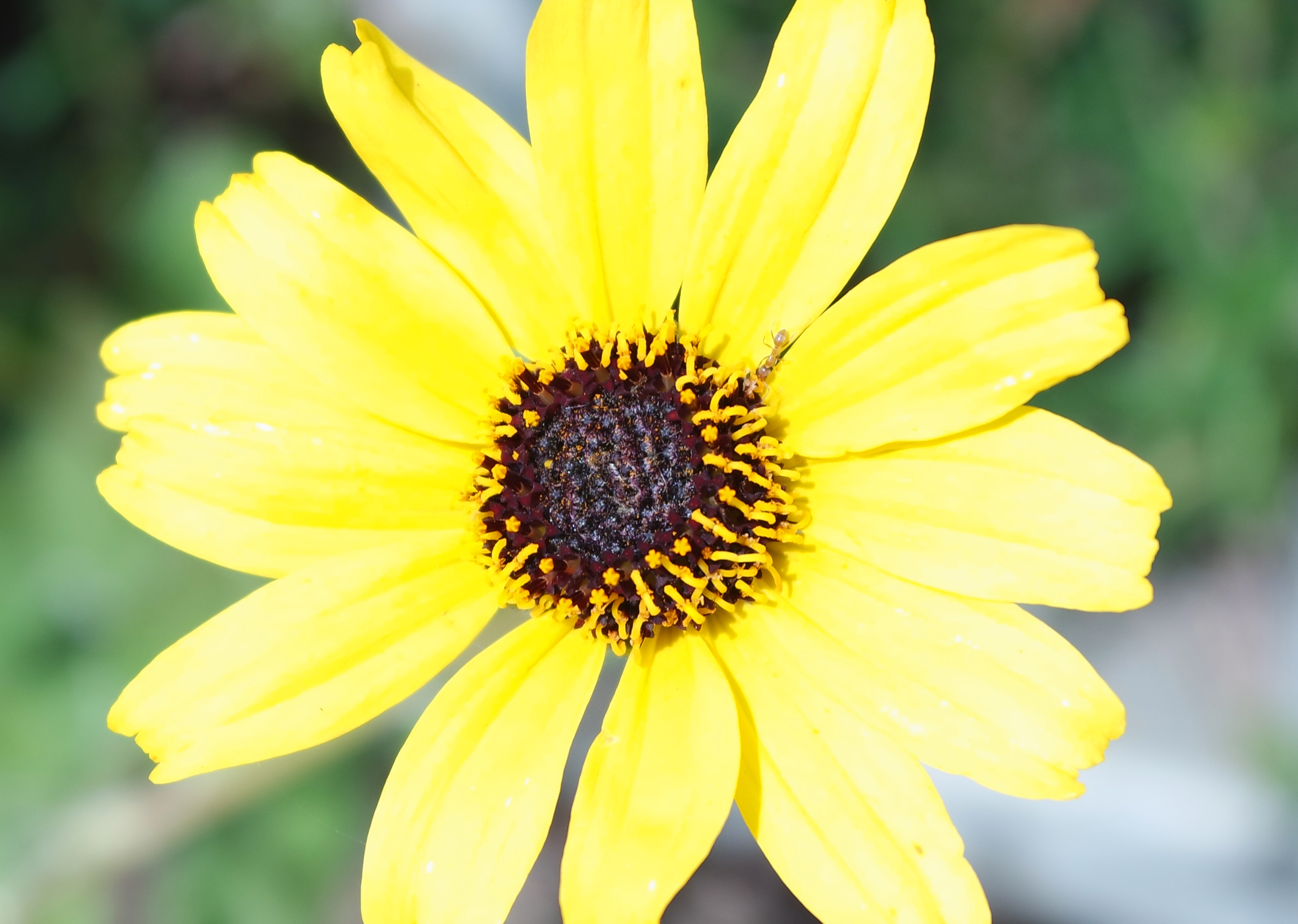 Just a gorgeous yellow flower