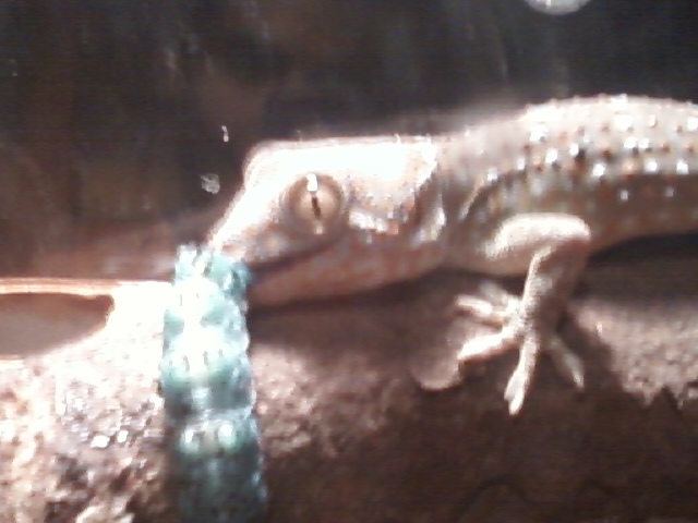 this is Mr.bitey my tokay gecko i can summon him to destroy the bugs i do not like