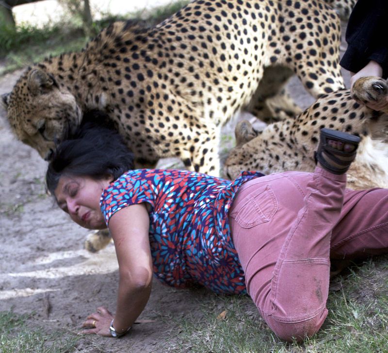 Cheetahs attack woman