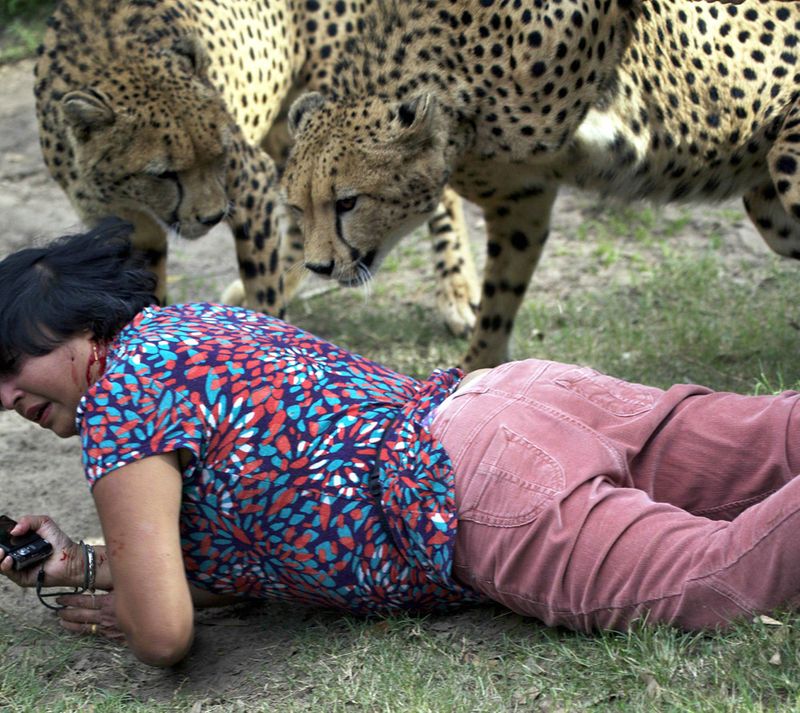 Cheetahs attack woman