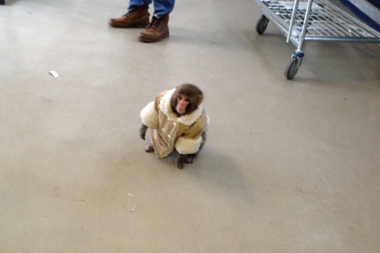 The little guy was spotted and captured at a local IKEA. He is pimpin the coat hard!