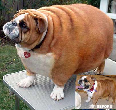 Fat Pug