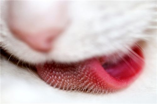 This cat tongue up close is interesting.