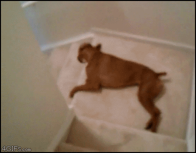 gifs - dog rolls down the staircase