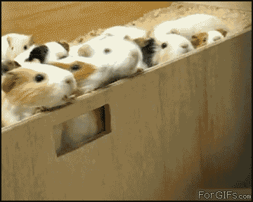 gifs - lots of guinea pigs running