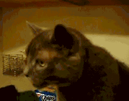 gifs - cat eats its own snot
