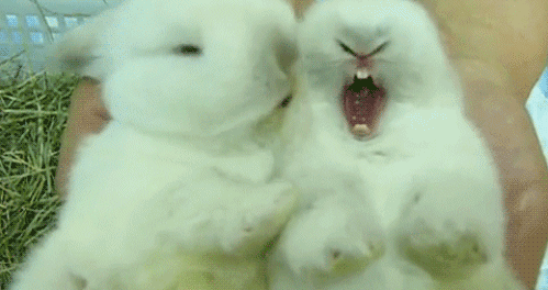 gifs - rabbit licks another rabbit