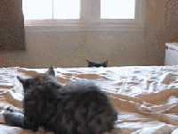 gifs - cat peaking over the edge of a table